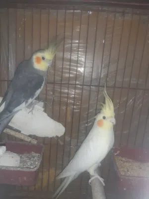 جوز كوكتيل شغال
