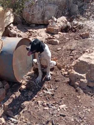 جرو صيد عمره ثلاث شهور غير مدرب    ملاحظه التواصل عن طريق الواتس لانة خط مفصول