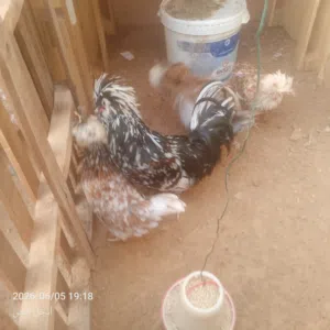 دجاج بانكس للبيع
