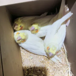 فراخ ببغاء كوكتيل لاتينو