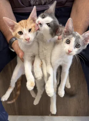 Three kittens for adoption