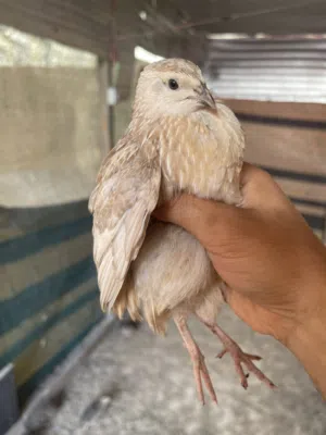 فري مو ماخذ تطعيم سعر رمزي