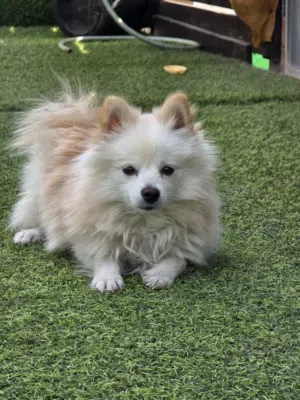 أنثى فولبينو