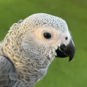 sssm 