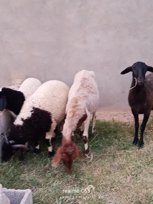 Sheep1
