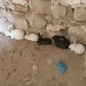 ‏أرانب‏1
