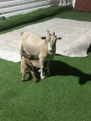 عنز قزم تحتها جدي اوعناق وحشره بإذن الله