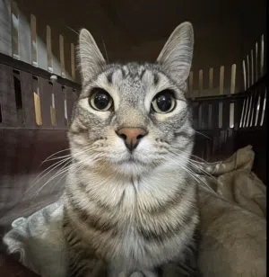 smart cat 