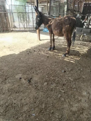 حمار للبيع انثى