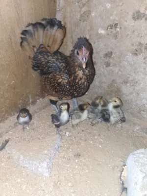 كوبيه انيق منتجه ربي يبارك معها 6فلاليس