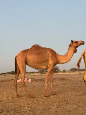 البيع بكره المبلغ 700 اللبيع