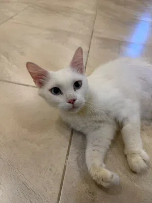 British & Persian Breed - Adoption