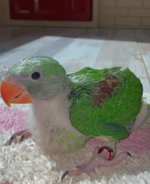 مطلوب ببغاء دره من عمر 32 لا 3 شهور