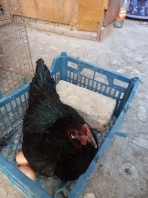دجاجه كركه تواصل واتساب