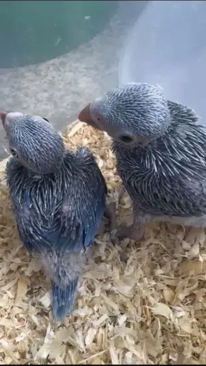 للبيع فرخين متو ڤايلوت الحبه الواحد  غير قابل للتفاوض