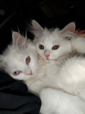 pure Persian for sale around 2 months