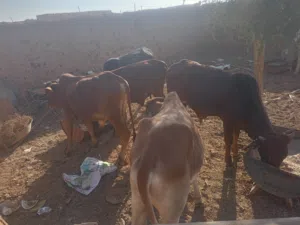 عجوال كرامة حصل ناس المناسبات