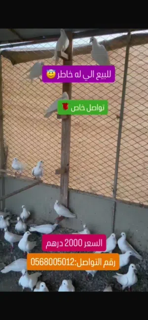 حمام وجوج صنعاوي