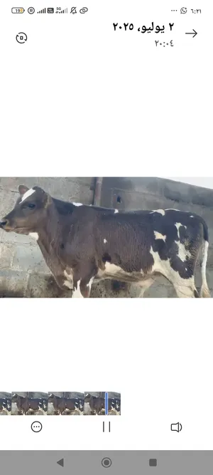 ‏أبقار‏1