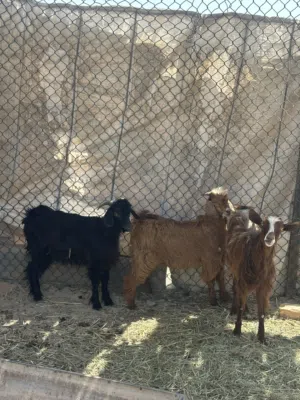 للبيع جدايا 2وسخال 2