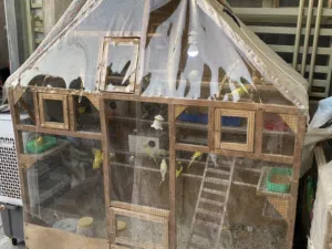 طيور حب مع قفص كبير 1x2M