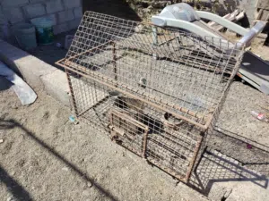 اقفاص للطيور الوصف مهم بيعه مستعجله