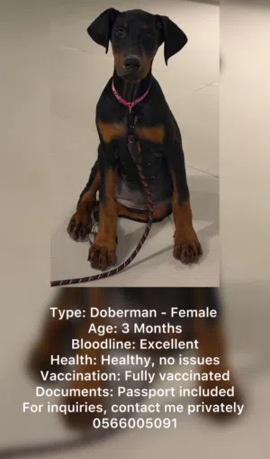 Dog Doberman (Female)