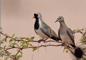 15 ريال مطلوب اليمام المقنع