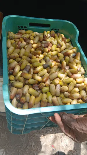 رطب نغال للبيع