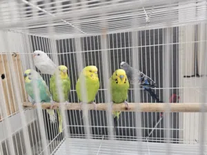 طيور باغي ملونة