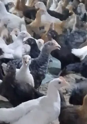 دجاج عماني للبيع