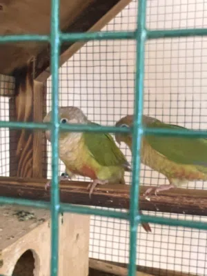 بغبغاء كنيور ثنينه واحد ريله مقطوعه ب1700