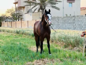 ولد فخر الساحل عمره اربعه سنين ونص دمه 92