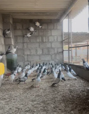 حمام باكستاني