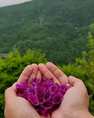 ‏خضار وفواكه‏4