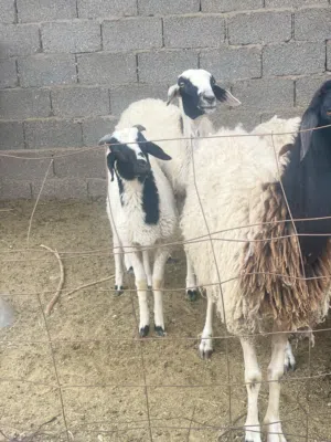 اغنام للبيع