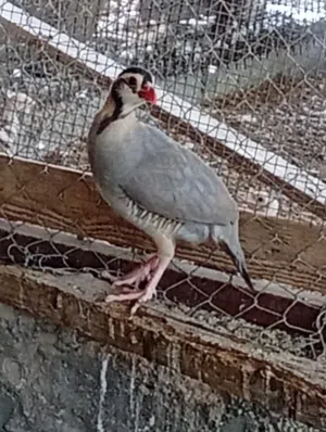بيع حجل العربي ( شنه )