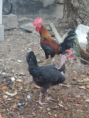 3 ديوچه مع دجاجه ام رگيبه