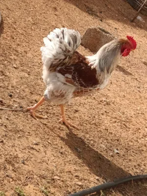 كوبية وندوت
