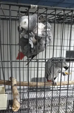 جوز ببغاء كاسكو