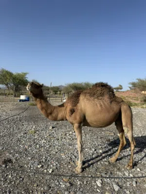 للبيع ناقه مدني