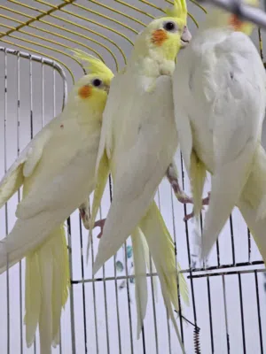 مخاليف كوكتيل لاتينو احجام سوبر جامبو العدد 2