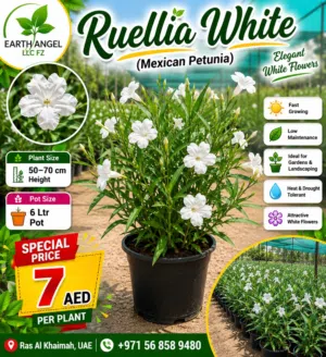 Ever-Blooming White Ruellia  Garden Favorite