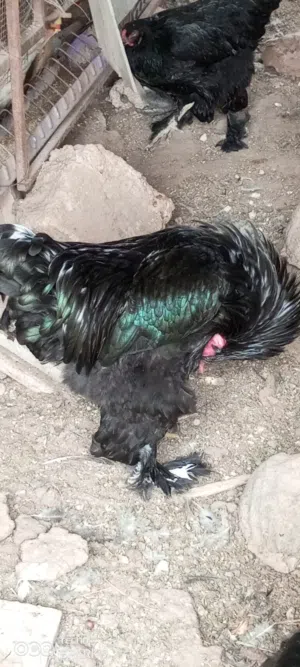 ديوك براهما وزن ونظافه وتكبيس