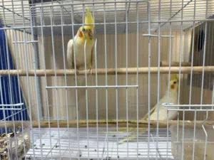 للبيع زوج كوكتيل لاتينو عيون حمره