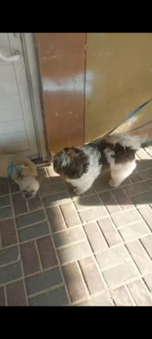 جرو Shih Tzu