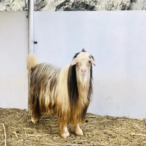 تيس جبالي (رحبي بيور) حار على الحلال خالي من عذاريب