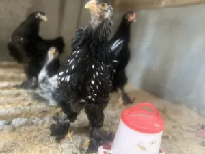 4دجاج براهما للبيع