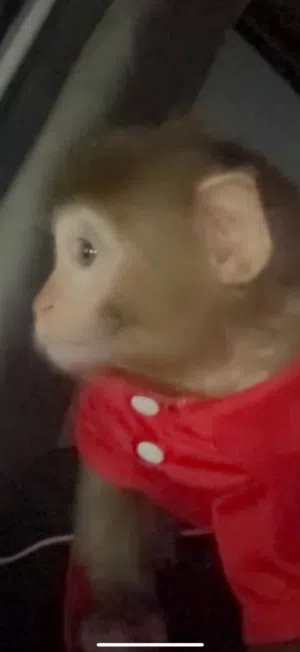 قرد مكاو للبيع