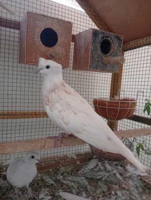 عفاد للبيع دبل كرست سعر الطير 3ريال
